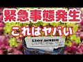 【多肉植物】【ドロサンテマム】【緊急事態発生】緊急事態発生‼️これはヤバい‼️絶対に必見‼️2026年7月1日