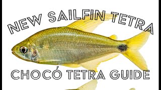 New Sailfin Tetra Found In Colombia + Chocó Tetra Guide