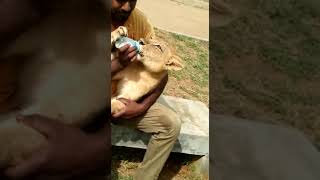 Download Lagu Grate job - Lookafter the baby Lion Dora MP3