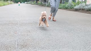 トリミングの帰り道に遠くにいるパパを見つけて猛ダッシュしてくる犬w