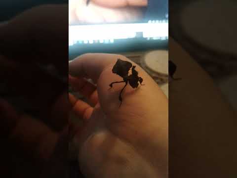Baby female ghost mantis does her dance!!