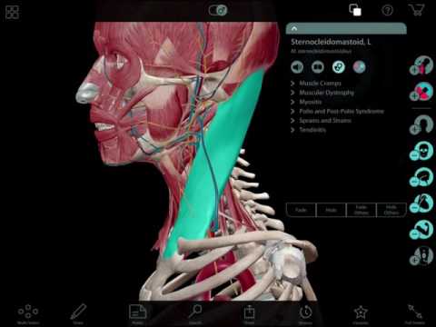 Video: Funkcija Vranice, Lokacija In Anatomija - Body Maps