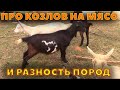 Про козлов на мясо и разницу пород