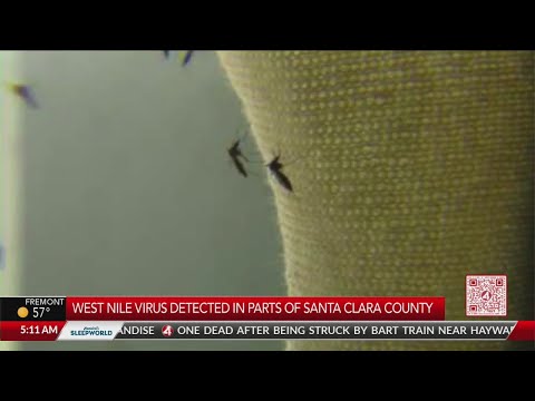 West Nile Virus detected in parts of Santa Clara County