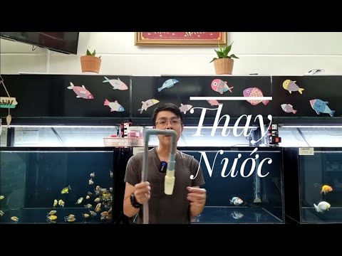 Video Fish 103: Quá trình thay nước cho hồ cá ở AZRanchu có... - youtube