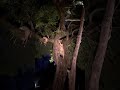Male Lion climbs tree to steal Leopard's kill #africa #shorts
