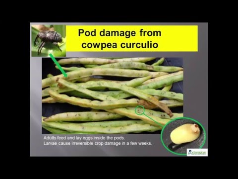 Video: What Causes Southern Pea Leaf Spots - Treating Leaf Spots of Cowpea Plants