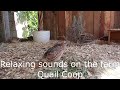 RELAXING MUSIC WITH QUAIL SOUNDS ON THE FARM - OVER 1 HOUR OF RELAXING QUAIL SOUNDS Mp3 Song