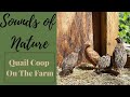 Relaxing music with quail sounds on the farm  over 1 hour of relaxing quail sounds