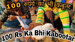 100  Rs Ka Bhi Kabootar || 100 रुपये का भी कबूतर