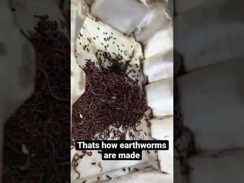 וִידֵאוֹ: Earthworm Vermicompost - בעיות נפוצות של Vermicomposting