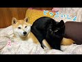 まさかそこで寝るつもりじゃないですよね…⁈ Cat who using dog as chair