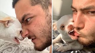 🔥 The most angry chihuahua in the world #1| chihuahua TV