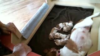 Ruby Litter 1 3/26/16 PM