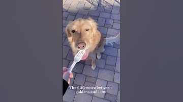 Labs vs Goldens 🤣 #shorts #labradorretriever  #vs #goldenretriever