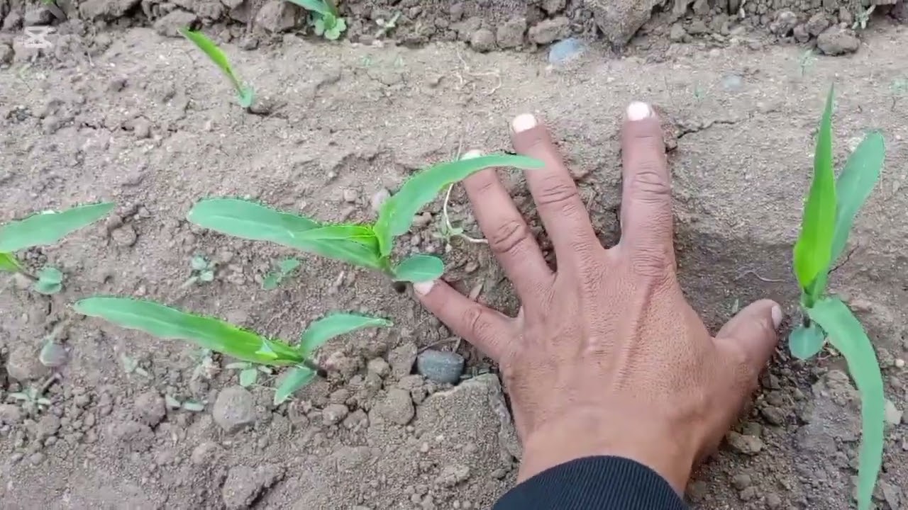 الطريقة الصحيحة لزراعة الدرة والحصول على انتاج وفير