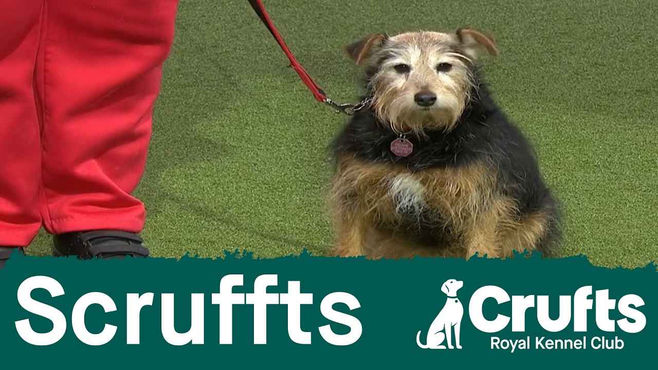 Scruffts Scruffts final | Crufts 2026 - YouTube