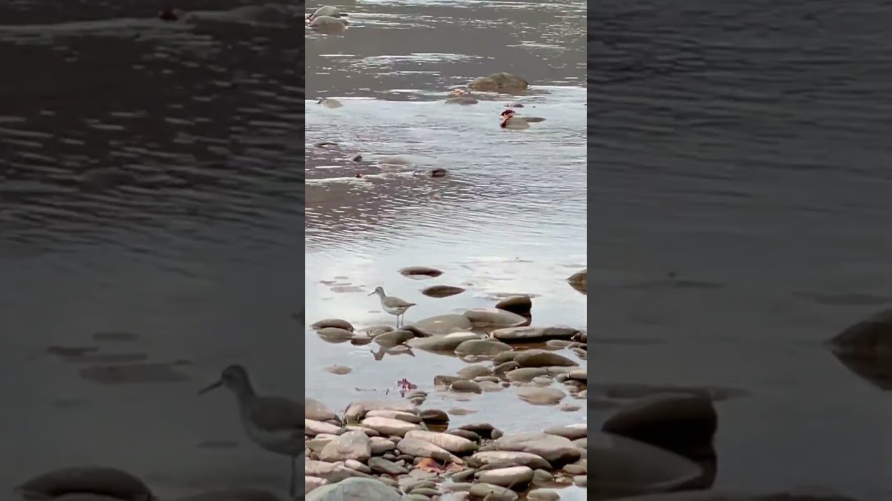 Watch Bird with the Best Legs in the Hudson Valley!