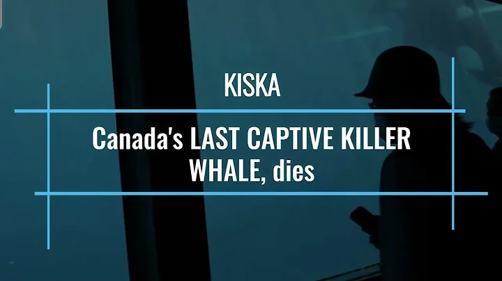 Kiska, the last captive killer whale in Canada, has died