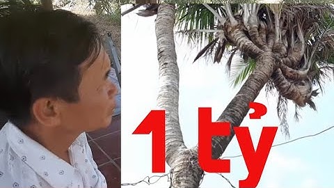 Độc lạ cà mau cây dừa 14 ngọn cà mau đại gia trả 1 tỷ không bán