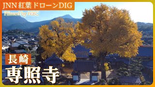 初冬の青空を染める銀杏【JNN 紅葉ドローンDIG 2023】