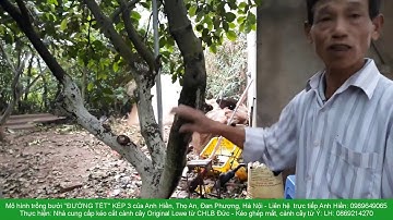 Mô hình độc nhất vô nhị: Trồng bưởi "ĐƯỜNG TẾT" KÉP 3 và Kéo ghép mắt VESCO từ Ý