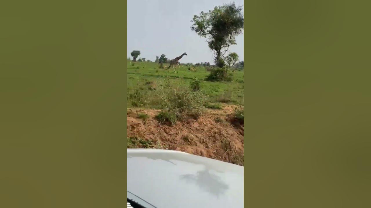 Giraffes 🦒 walk in a unique way known as pacing. book with us your