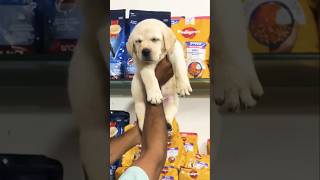 cute labrador puppy#shortsfeed #shortvideo #dogshorts #doglovercommunity #youtubeshorts #cutedog