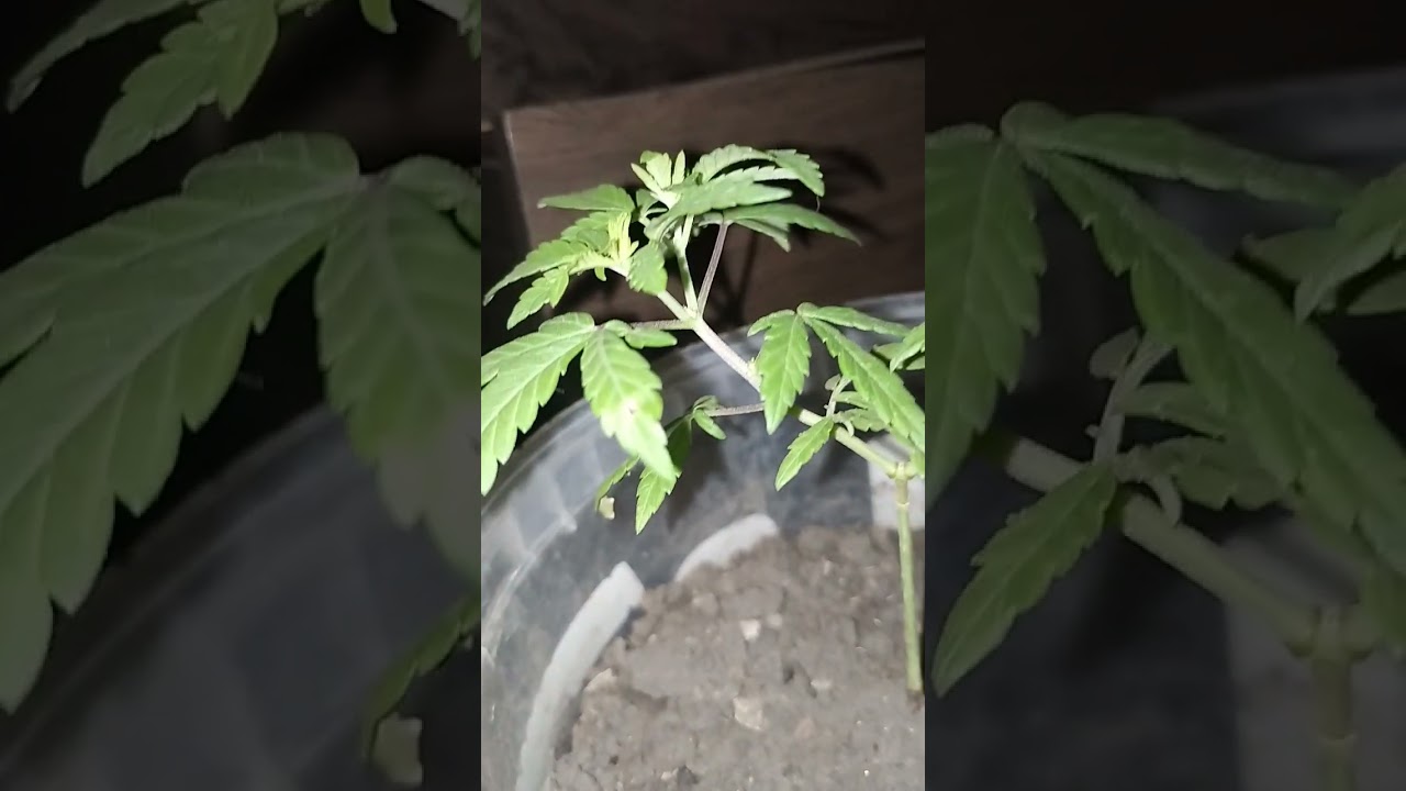 pezinho de maconha macho ou fêmea, alguém sabe?? 