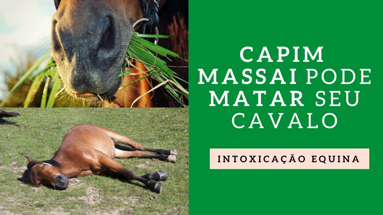 Cólica em Cavalos, que mal é esse que mata os animais? - Agron Agronégocios  Online