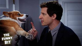 Non-Stop Cheddar Moments 🐾 | Brooklyn 99 | The Funny Bit