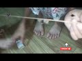 NEWLY HUNT BIG SPIDER FIRST WARMED UP🔥🕸 #spider #spiderhunting #fighting #viralvideo #pinoyyoutuber