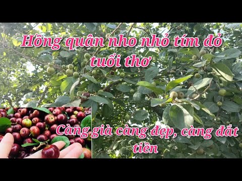 Video Cây Bồ quân (Hồng quân) trĩu quả, đẹp mê ly. Giá thị... - youtube