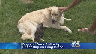 'It's Adorable': Duck Becomes Best Friends With Dog After Being Rescued By Family