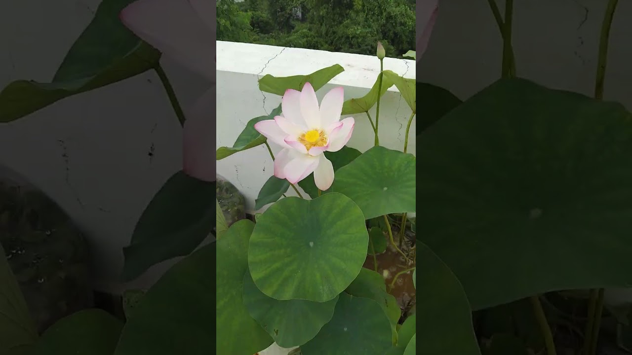 Lotus plant at home💗😍🌷 pink Lotus flower on my home garden💗