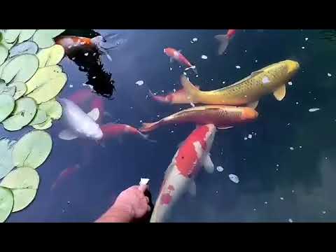 Video: Japanski koi