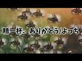 【ねねとよっち】精一杯、ありがとう/よっち(オリジナルソング)