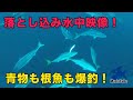 落とし込み釣り仕掛けにGoProつけて撮影してみたら・・・イワシにブリ、マハタ、キジ…