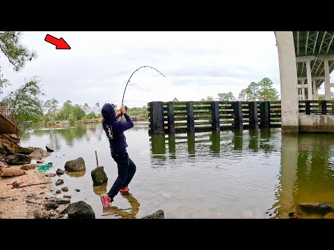 Walked Under a Giant Bridge and Caught This! *Catch & Cook*