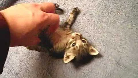 Video 1026231: savannah cat, silver savannah, savannah male, kitten