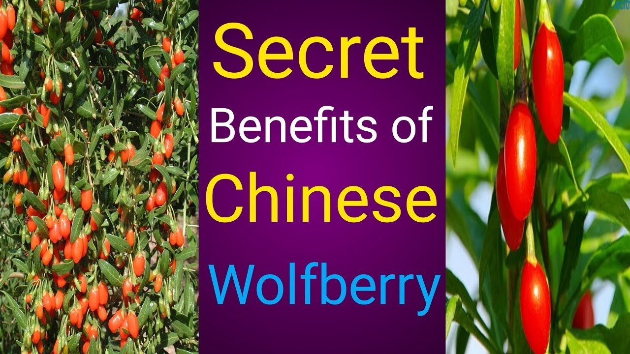 Health benefits of Chinese Wolfberry YouTube