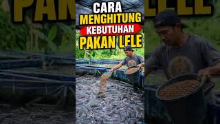 Ide Usaha Budidaya Lele "Cara Menghitung Kebutuhan Pakan Lele