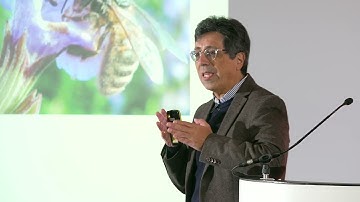 Martin Giurfa   From learning, memory and neurons:  a journey to the cognitive world of honey bees