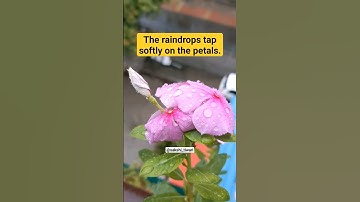 Vocabulary - Raindrops falling on periwinkle flower #rain #raindrops #periwinkle