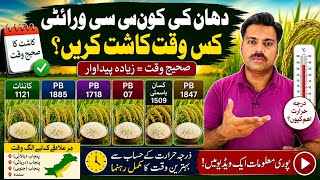 Right time for rice nursery sowing | Abid Ali Agrarian
