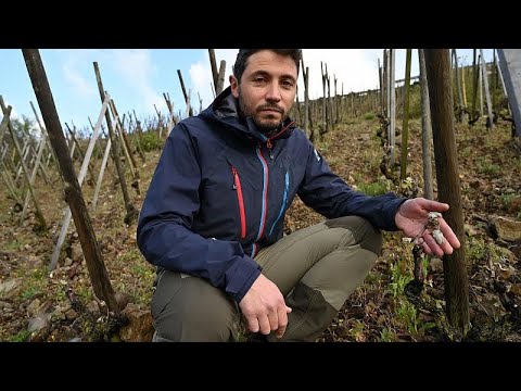 Video: Weinreben-Frostschutz: So stoppen Sie Schäden durch Frühlingsfrost an Trauben