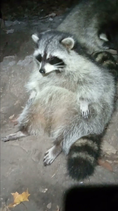 Raccoon Natural LazyBoy Recliner 🦝🤍🖤🥰😃