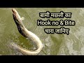 Baam fish | Fish hunting | Bam fishing | Machhali Pakadne ka tarika | Bam fish hook no & bite Chara