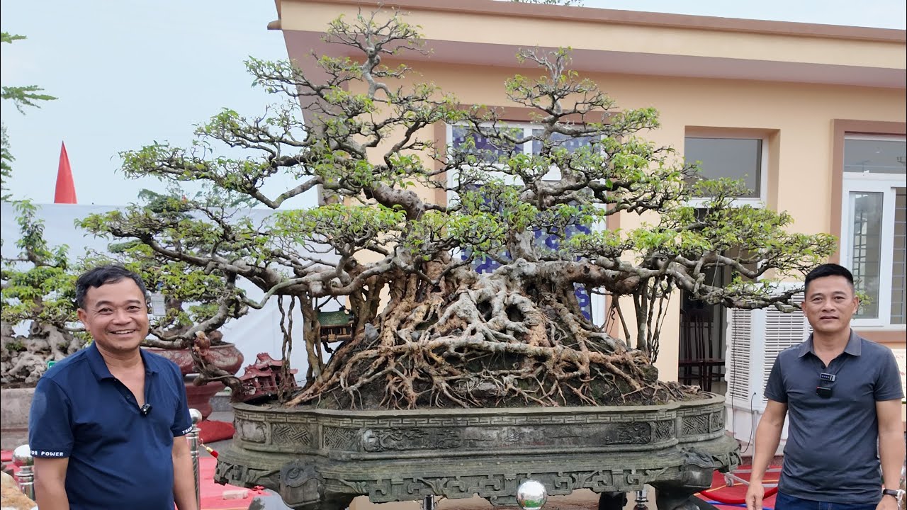 Nghệ nhân Nam Lê Bonsai tư vấn cho cây cổ trên 110 năm trôi dạt trong nhân gian thế nào