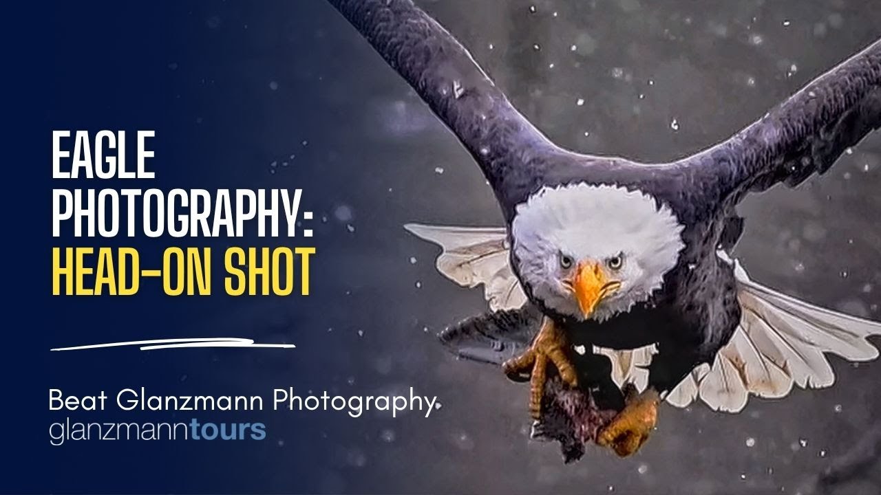 EAGLE PHOTOGRAPHY & VIDEO WORKSHOPS - In the Heart of Alaska's Wilderness